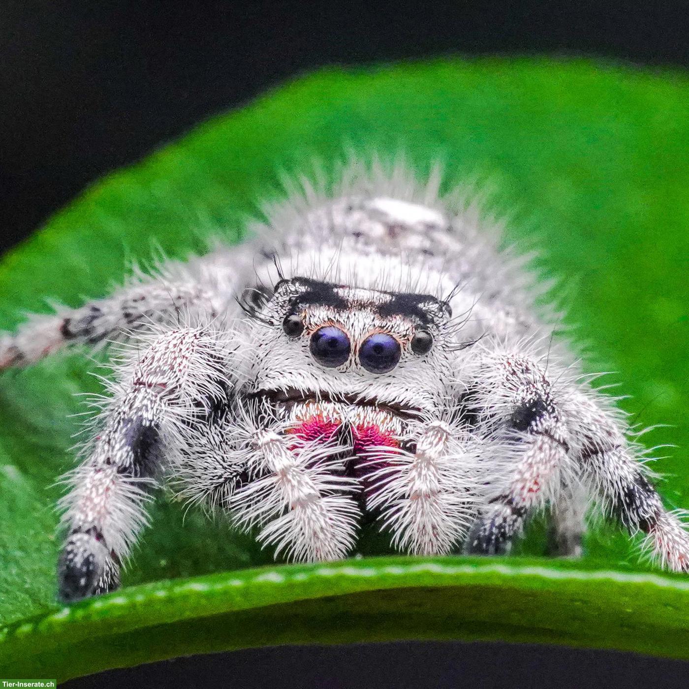 SUCHE Springspinne - Phidippus regius "Bahamas"