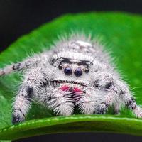 SUCHE Springspinne - Phidippus regius "Bahamas"