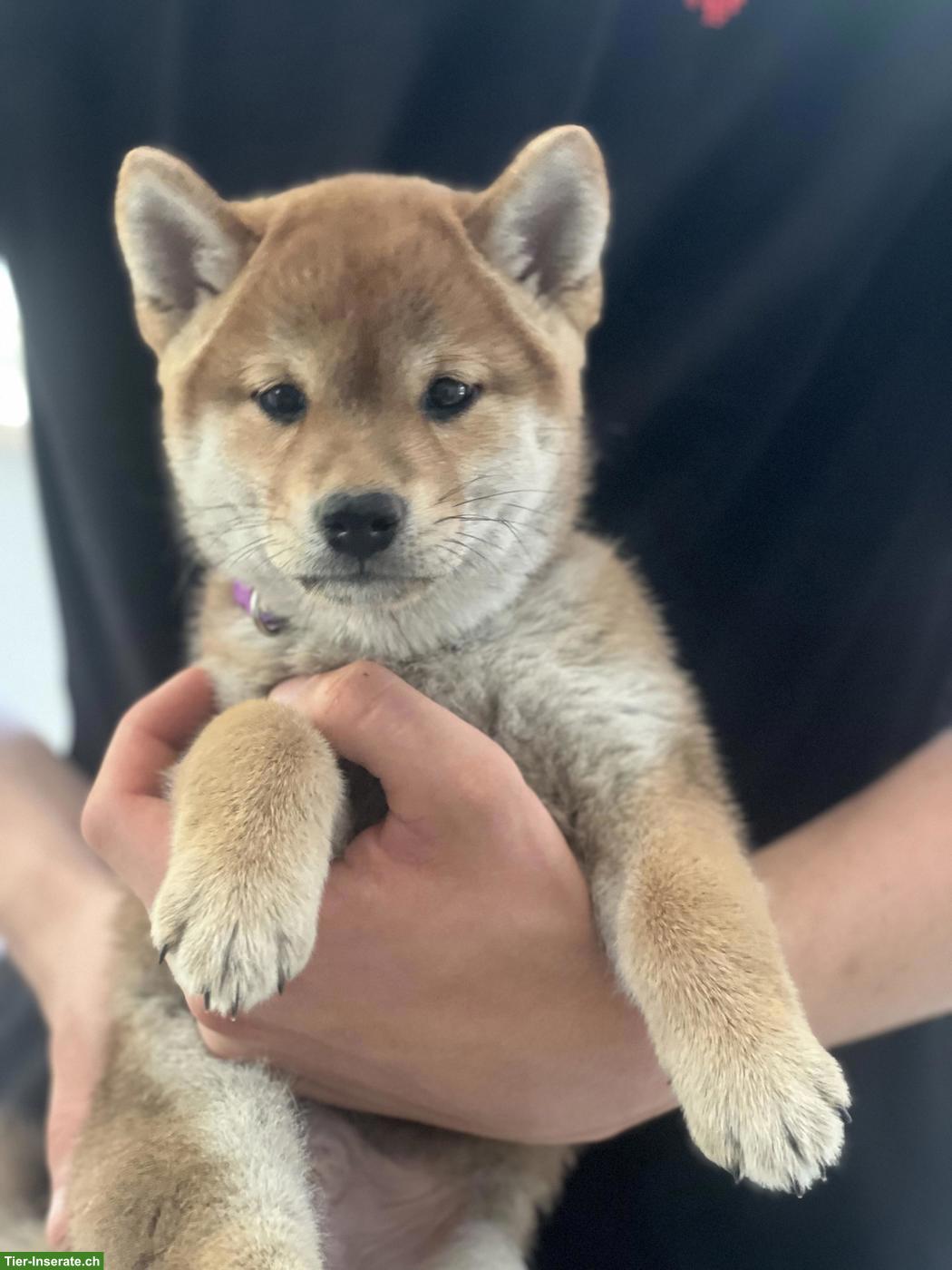 2 Shiba Inu Welpen mit Ahnentafel, Rüden