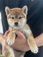 2 Shiba Inu Welpen mit Ahnentafel, Rüden