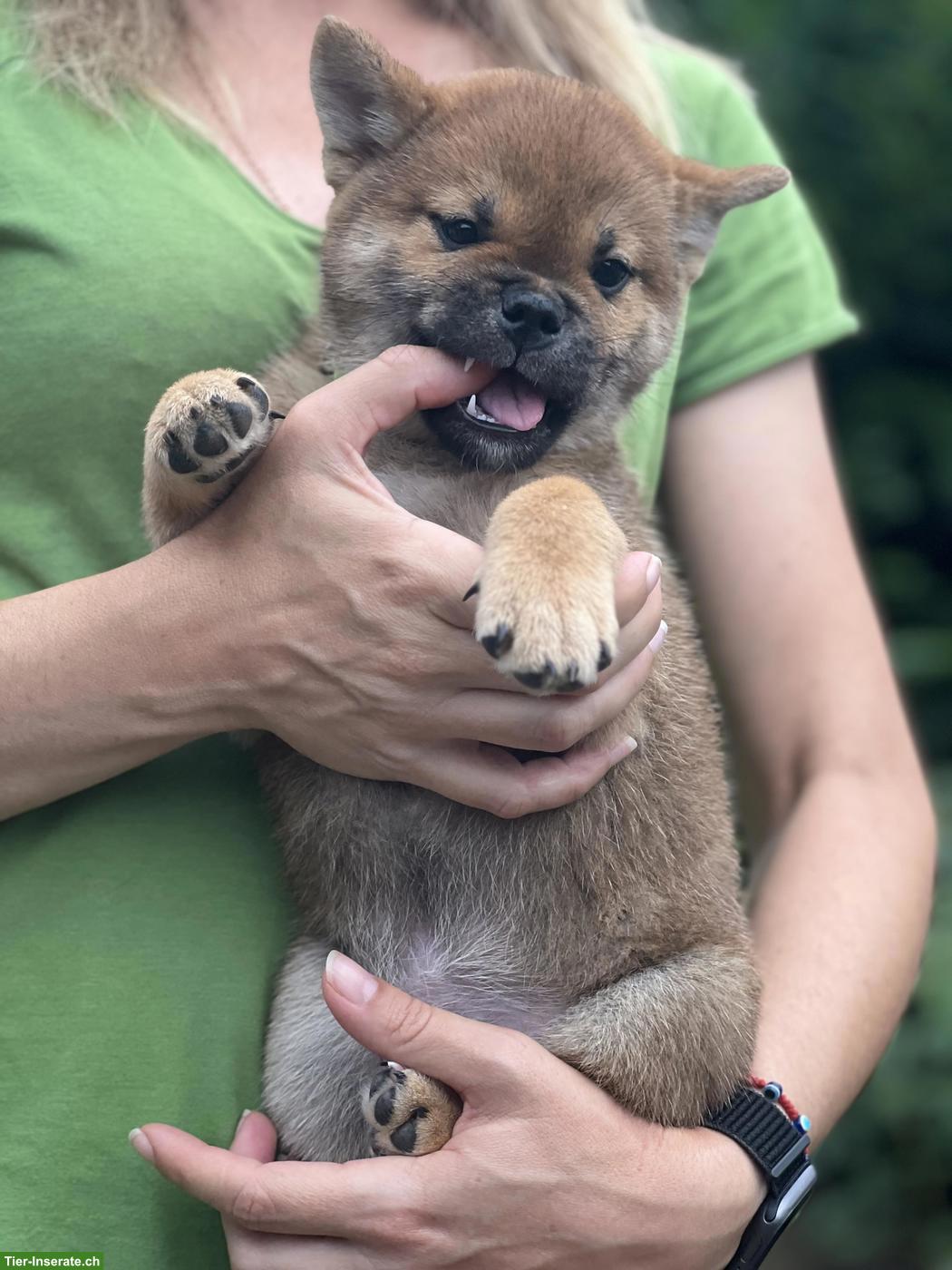 Bild 2: 2 Shiba Inu Welpen mit Ahnentafel, Rüden