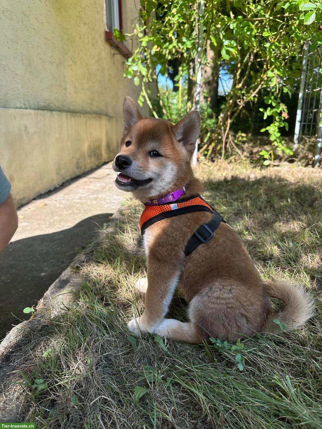 Bild 3: 2 Shiba Inu Welpen mit Ahnentafel, Rüden