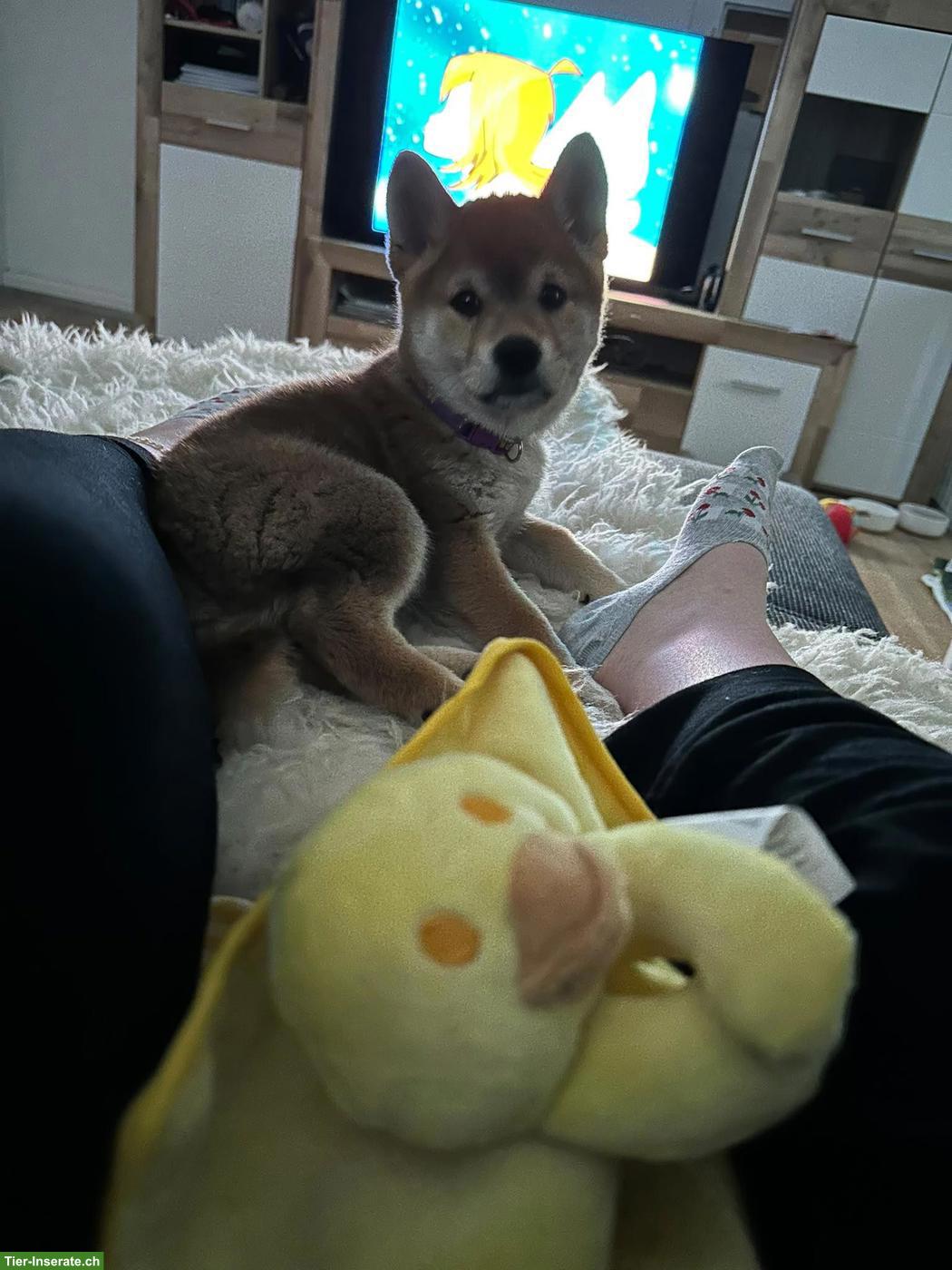 Bild 4: 2 Shiba Inu Welpen mit Ahnentafel, Rüden