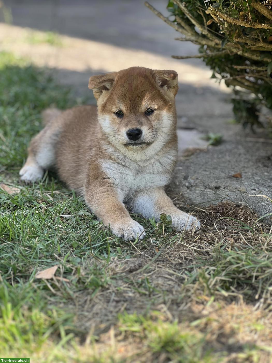 Bild 5: 2 Shiba Inu Welpen mit Ahnentafel, Rüden