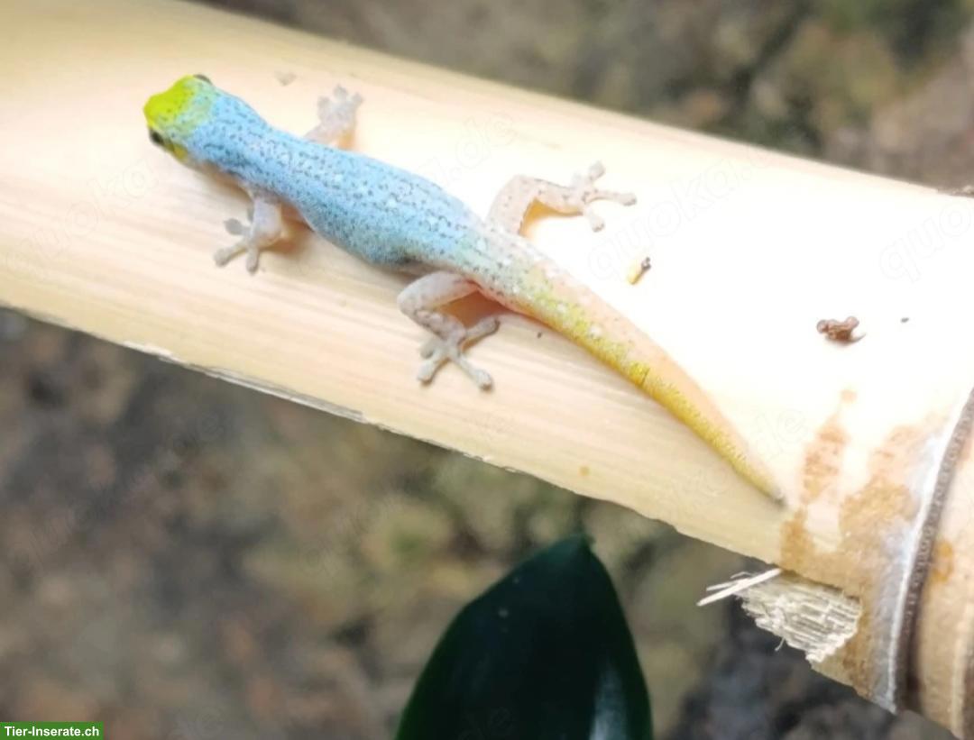 1.2 Lygodactylus Conraui Zwerggecko suchen ein Zuhause