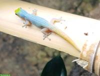 1.2 Lygodactylus Conraui Zwerggecko suchen ein Zuhause