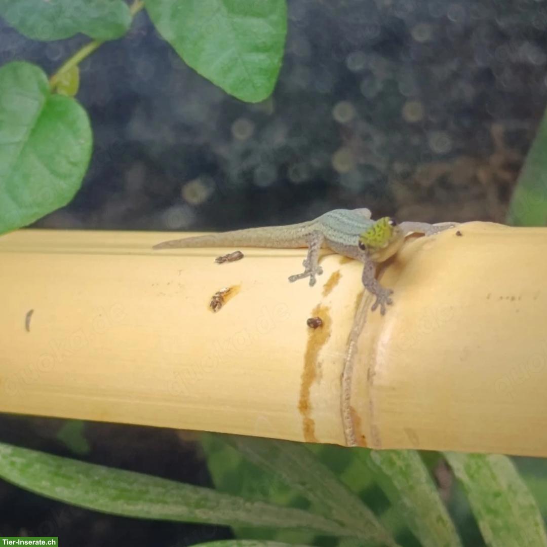 Bild 2: 1.2 Lygodactylus Conraui Zwerggecko suchen ein Zuhause