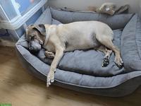 TAUSCH Hundebetreuung gesucht, Raum Zürich