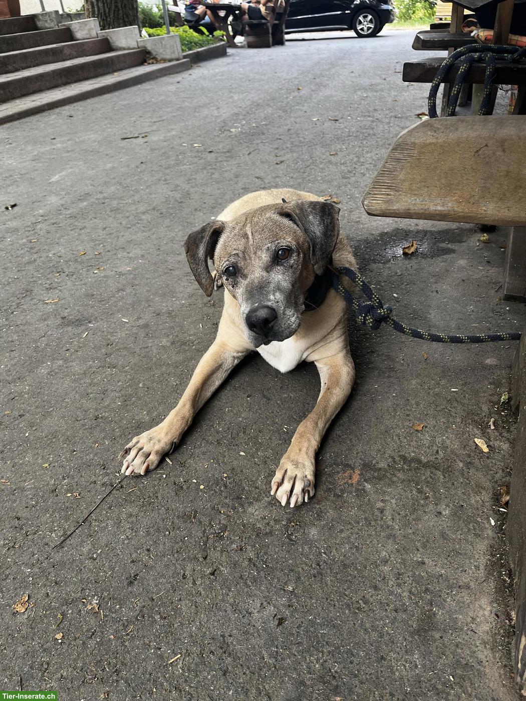 Bild 2: TAUSCH Hundebetreuung gesucht, Raum Zürich