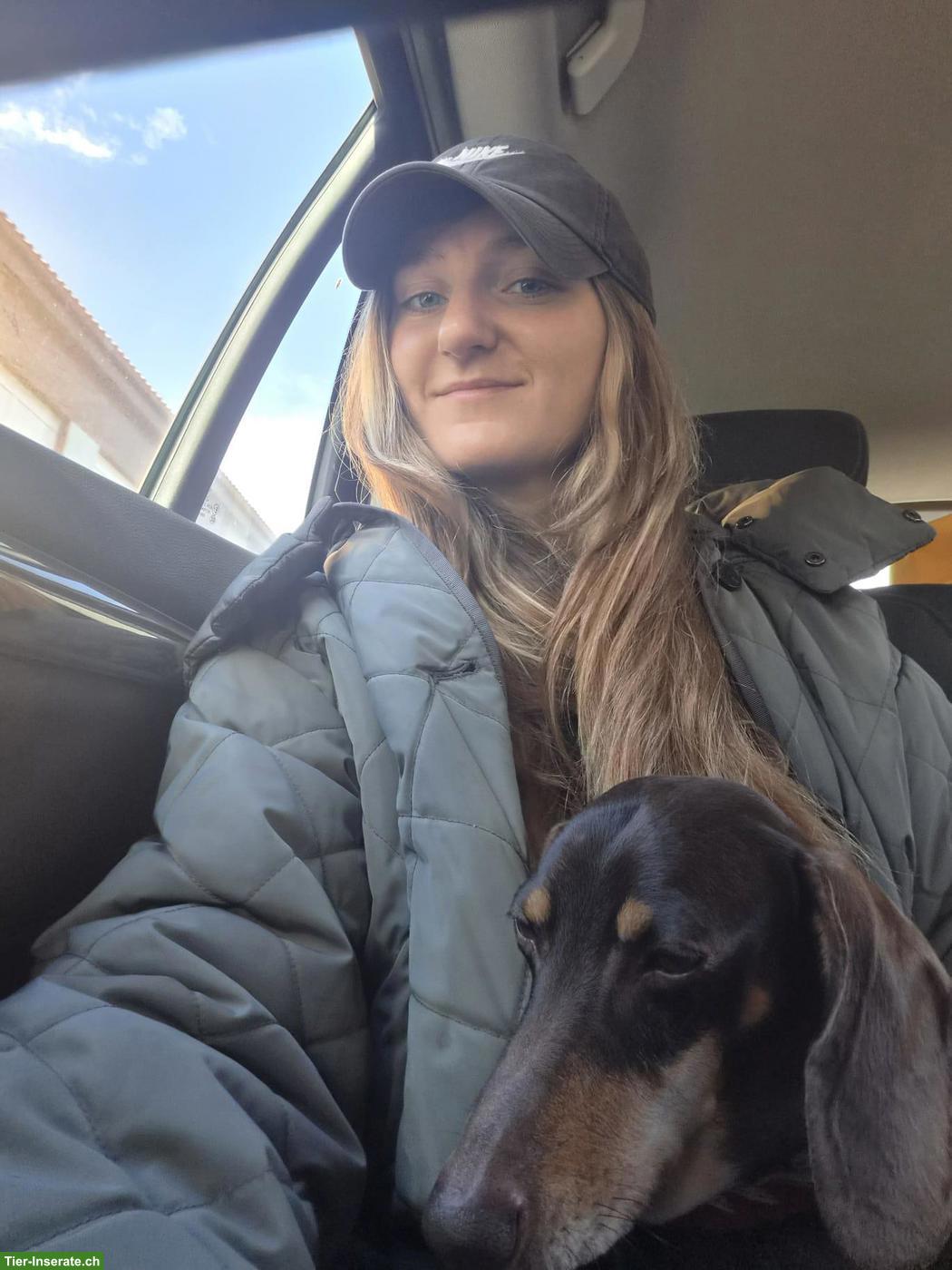 Bild 3: TAUSCH Hundebetreuung gesucht, Raum Zürich