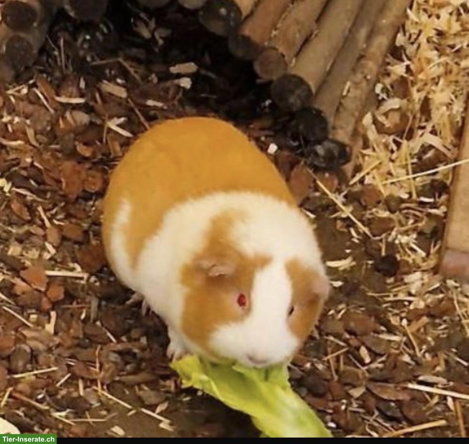 Meerschweinchen-Paar in liebevolle Hände abzugeben