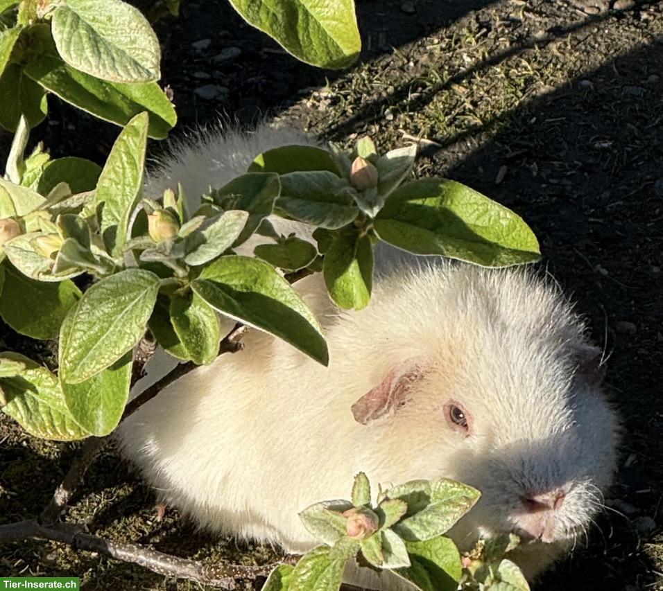 Bild 2: Meerschweinchen-Paar in liebevolle Hände abzugeben