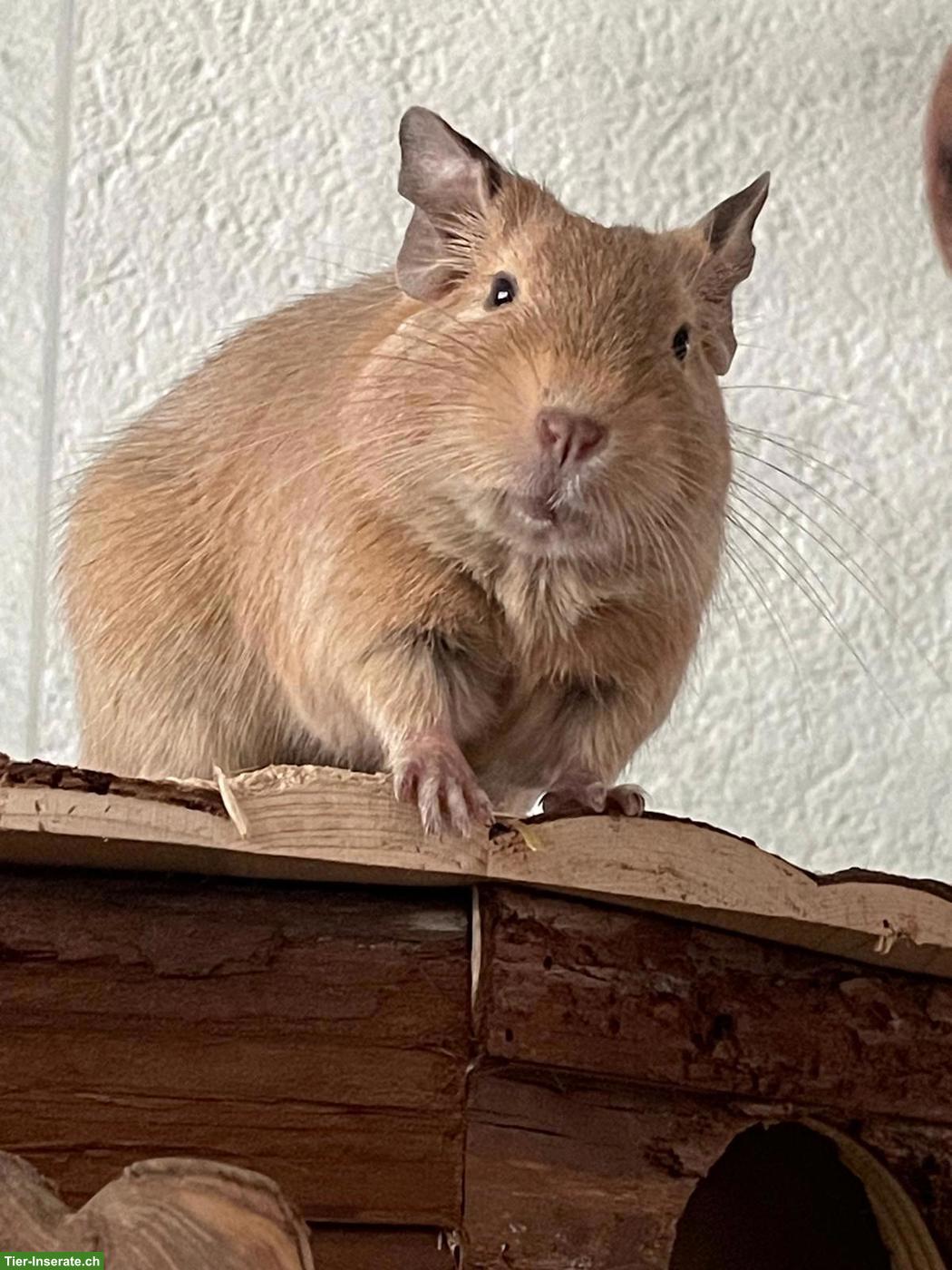 DRINGEND!!! Degu Männchen sucht neues Zuhause