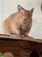 DRINGEND!!! Degu Männchen sucht neues Zuhause