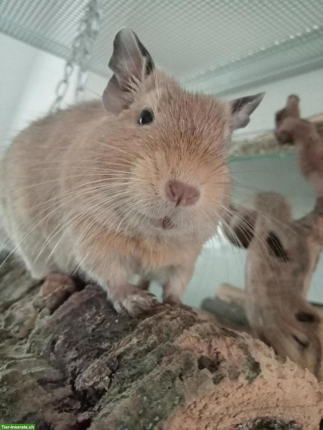 Bild 2: DRINGEND!!! Degu Männchen sucht neues Zuhause