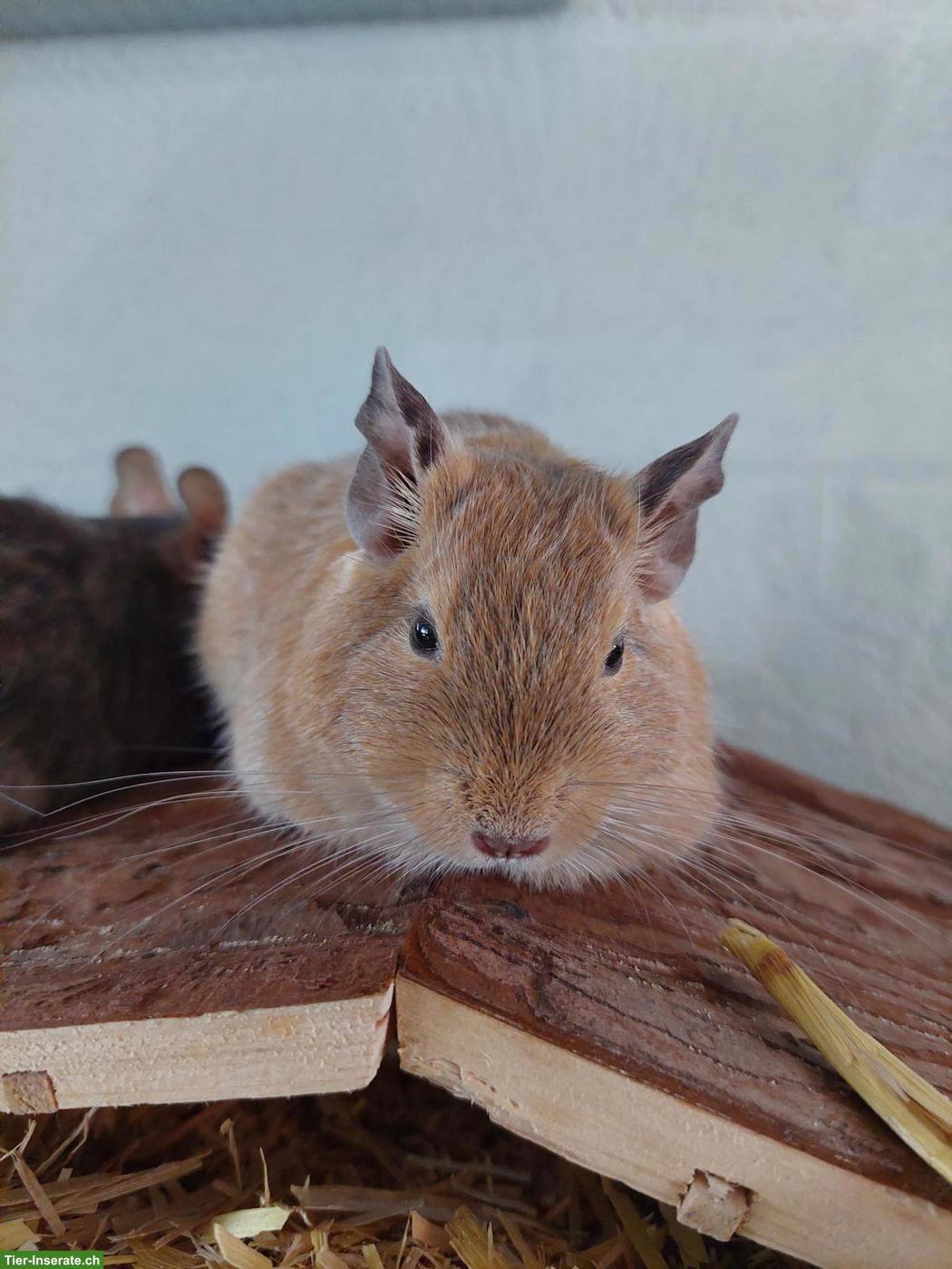 Bild 3: DRINGEND!!! Degu Männchen sucht neues Zuhause