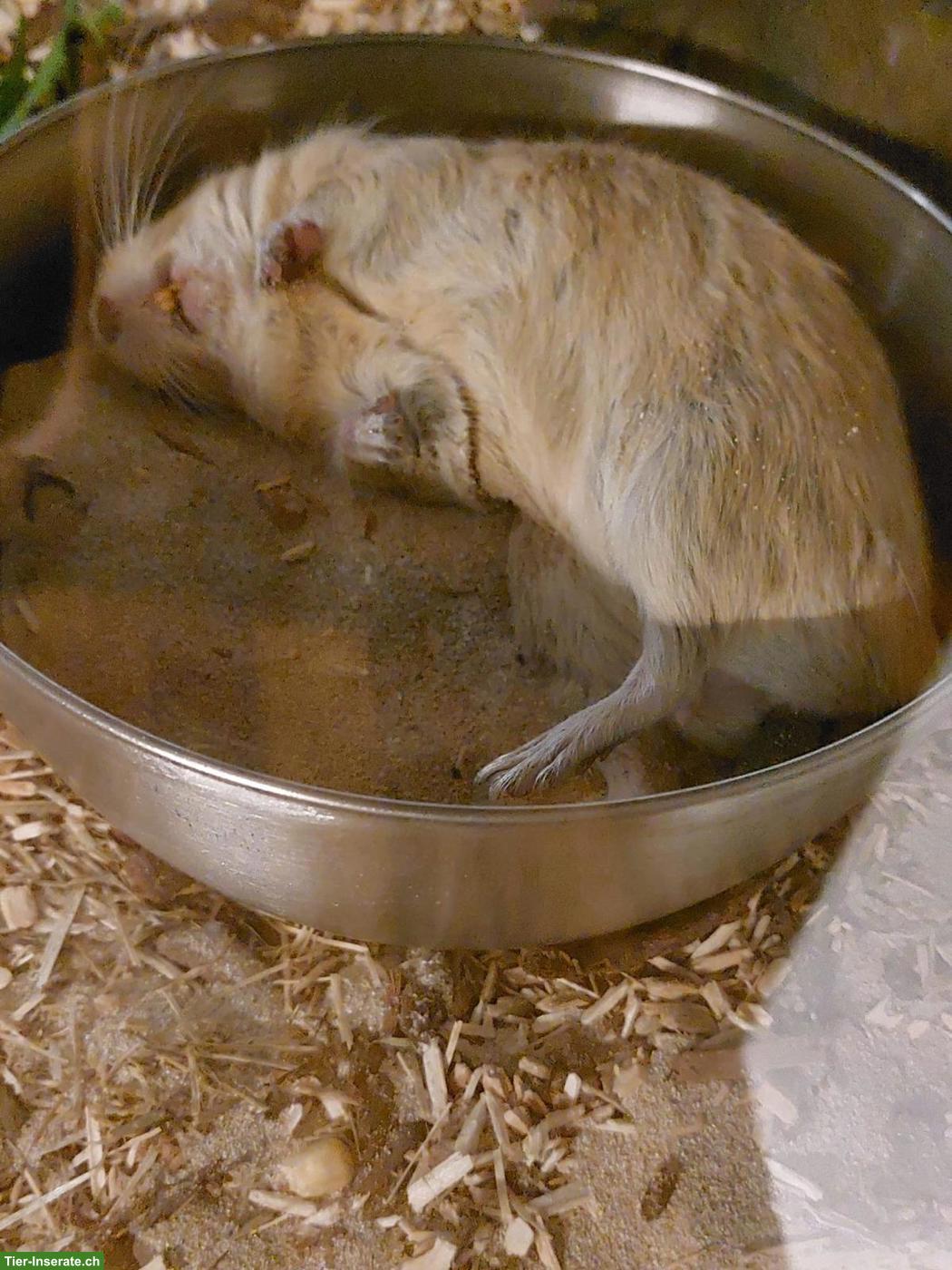 Bild 4: DRINGEND!!! Degu Männchen sucht neues Zuhause