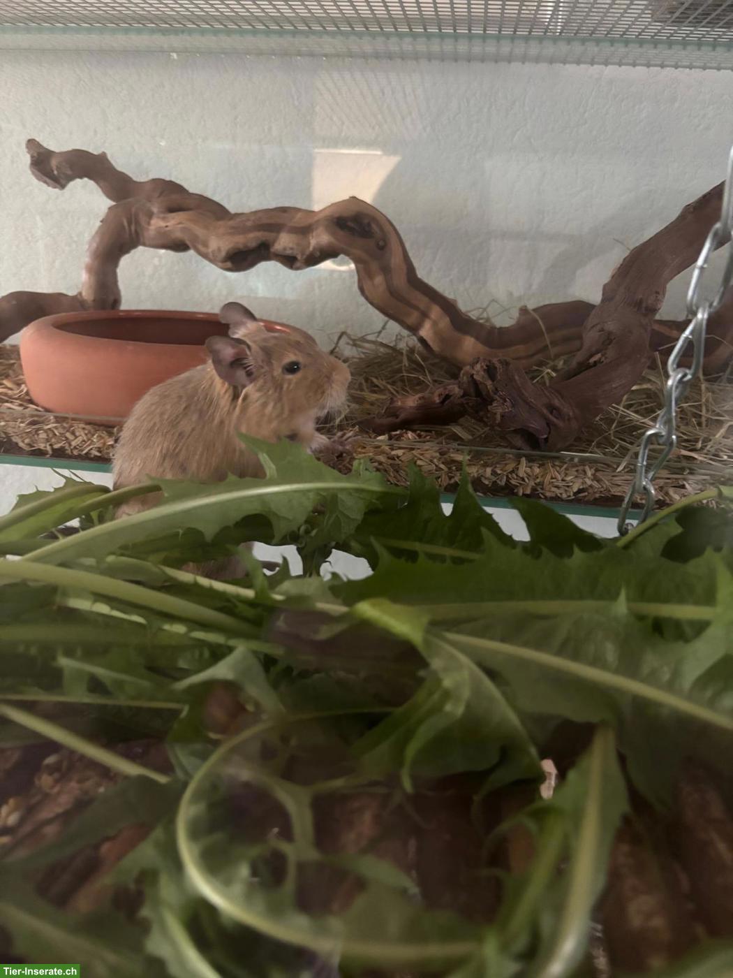 Bild 5: DRINGEND!!! Degu Männchen sucht neues Zuhause