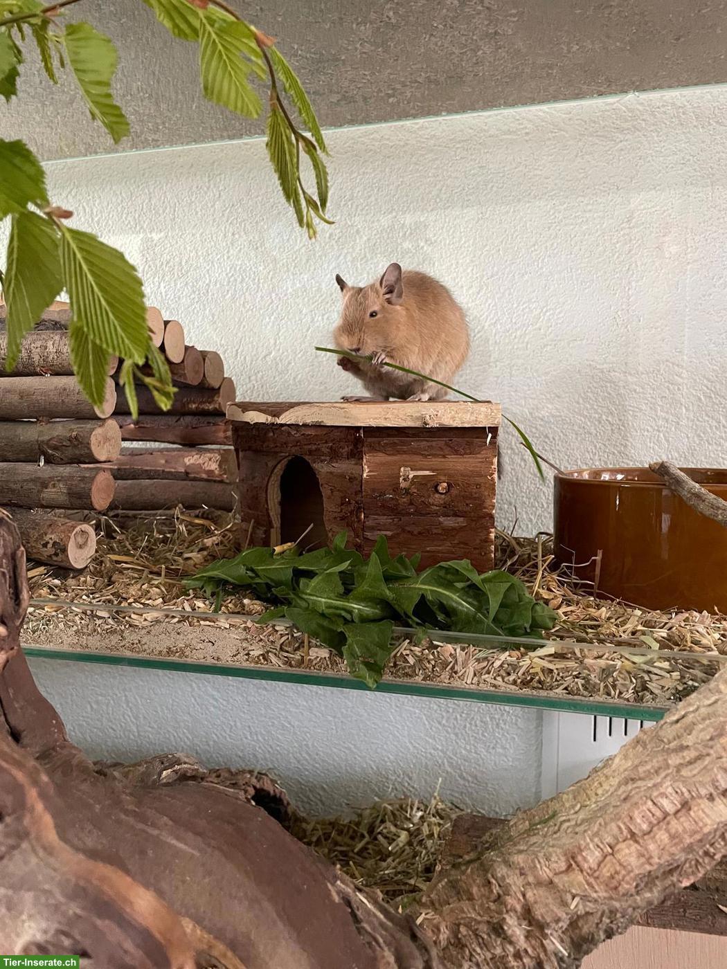 Bild 6: DRINGEND!!! Degu Männchen sucht neues Zuhause