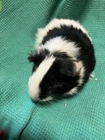 Schönes Meerschweinchen Baby zu verkaufen