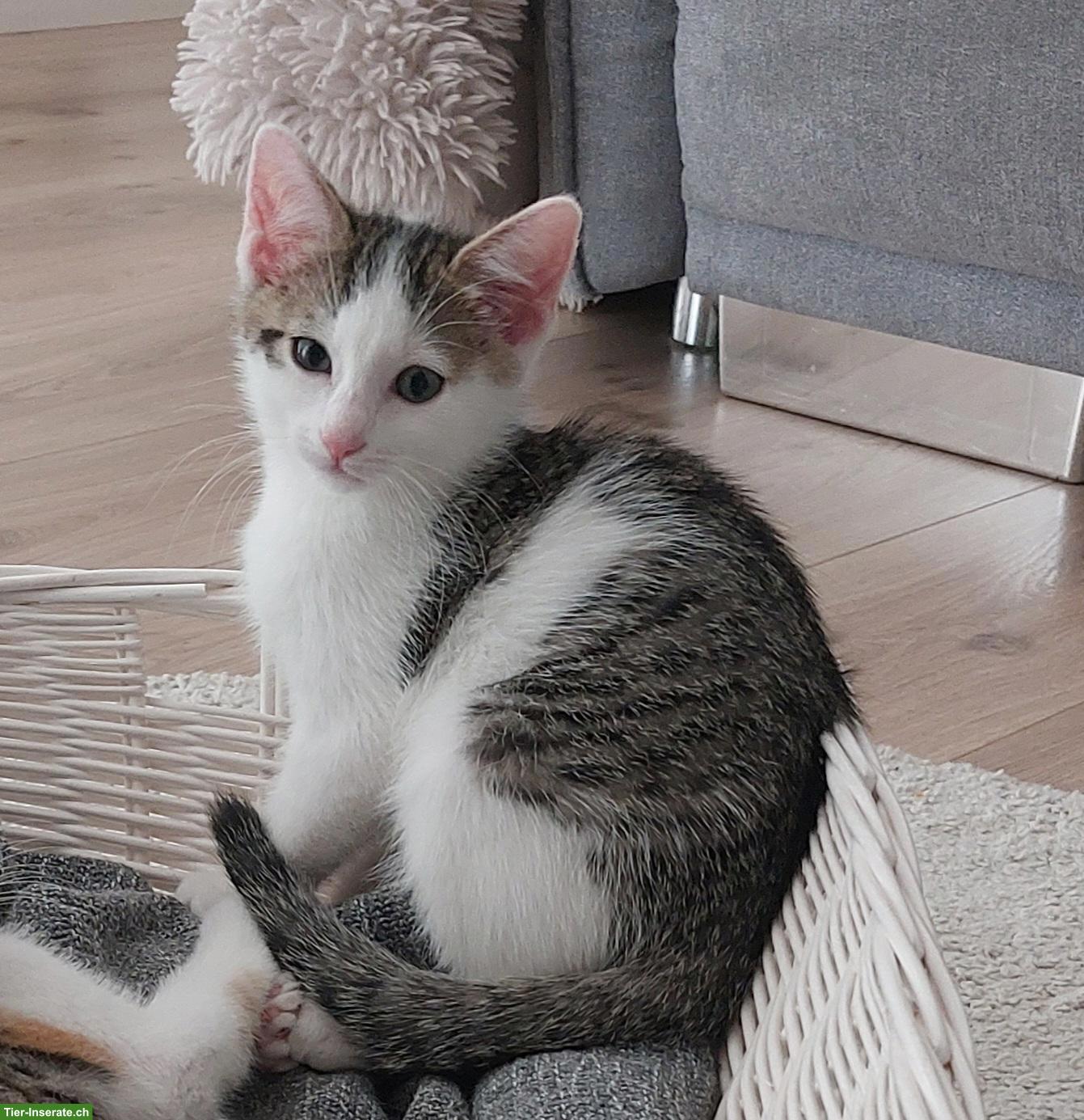 Junges Kätzchen, verschmuster Kater