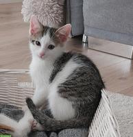Junges Kätzchen, verschmuster Kater