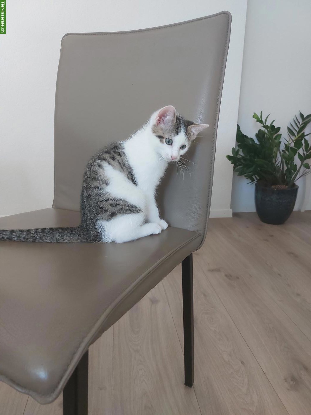 Bild 2: Junges Kätzchen, verschmuster Kater