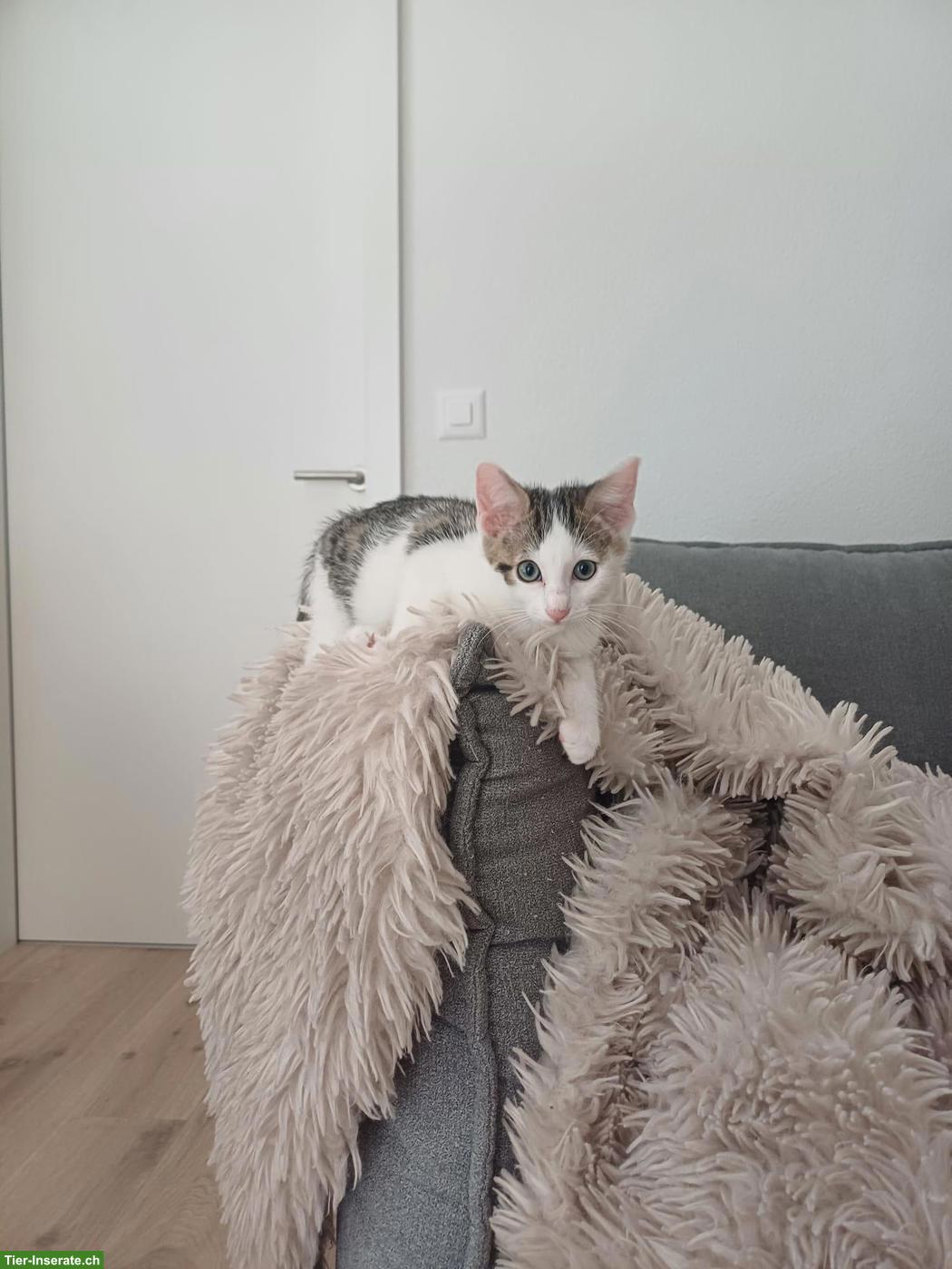 Bild 3: Junges Kätzchen, verschmuster Kater