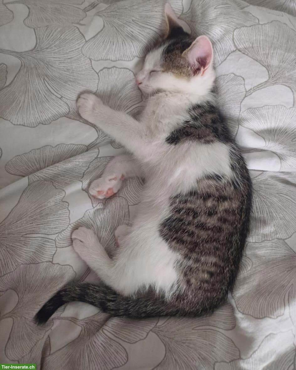 Bild 4: Junges Kätzchen, verschmuster Kater