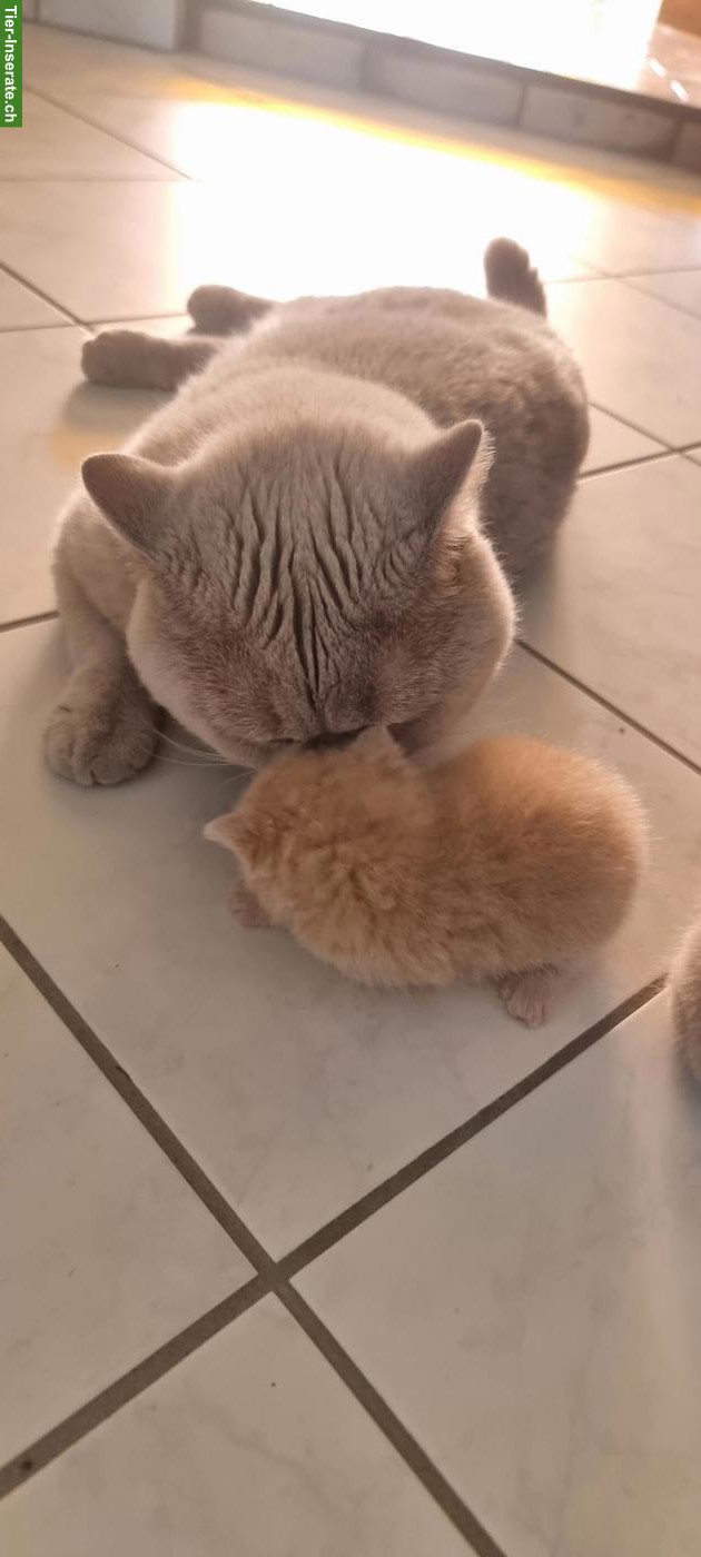 Bild 3: BKH Deckkater, anhänglich und verschmust, KEIN Verkauf
