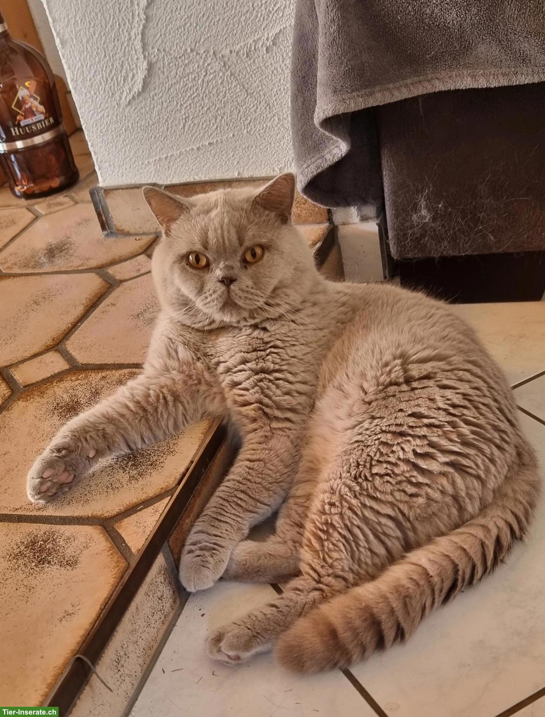 Bild 5: BKH Deckkater, anhänglich und verschmust, KEIN Verkauf