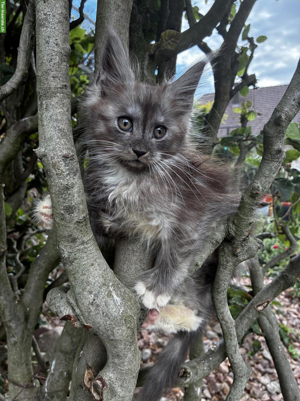 Maine Coon Kitten mit Stammbaum vom Siebenfelsen