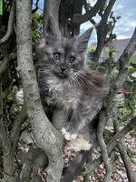Maine Coon Kitten mit Stammbaum vom Siebenfelsen