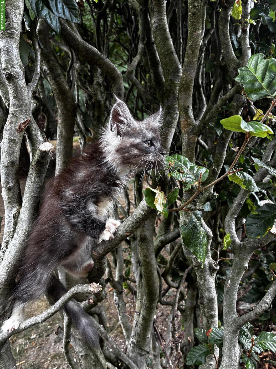 Bild 2: Maine Coon Kitten mit Stammbaum vom Siebenfelsen
