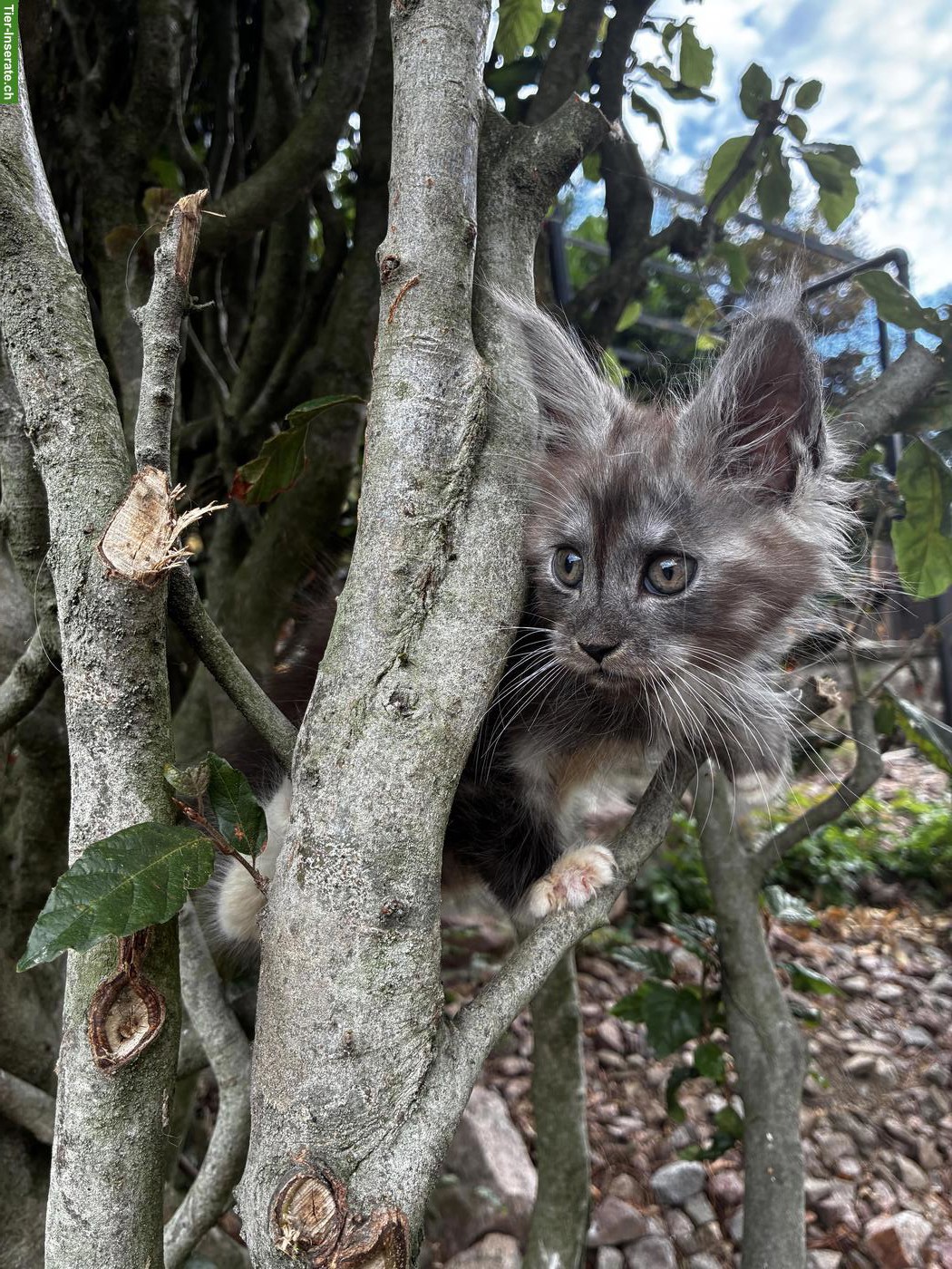 Bild 3: Maine Coon Kitten mit Stammbaum vom Siebenfelsen