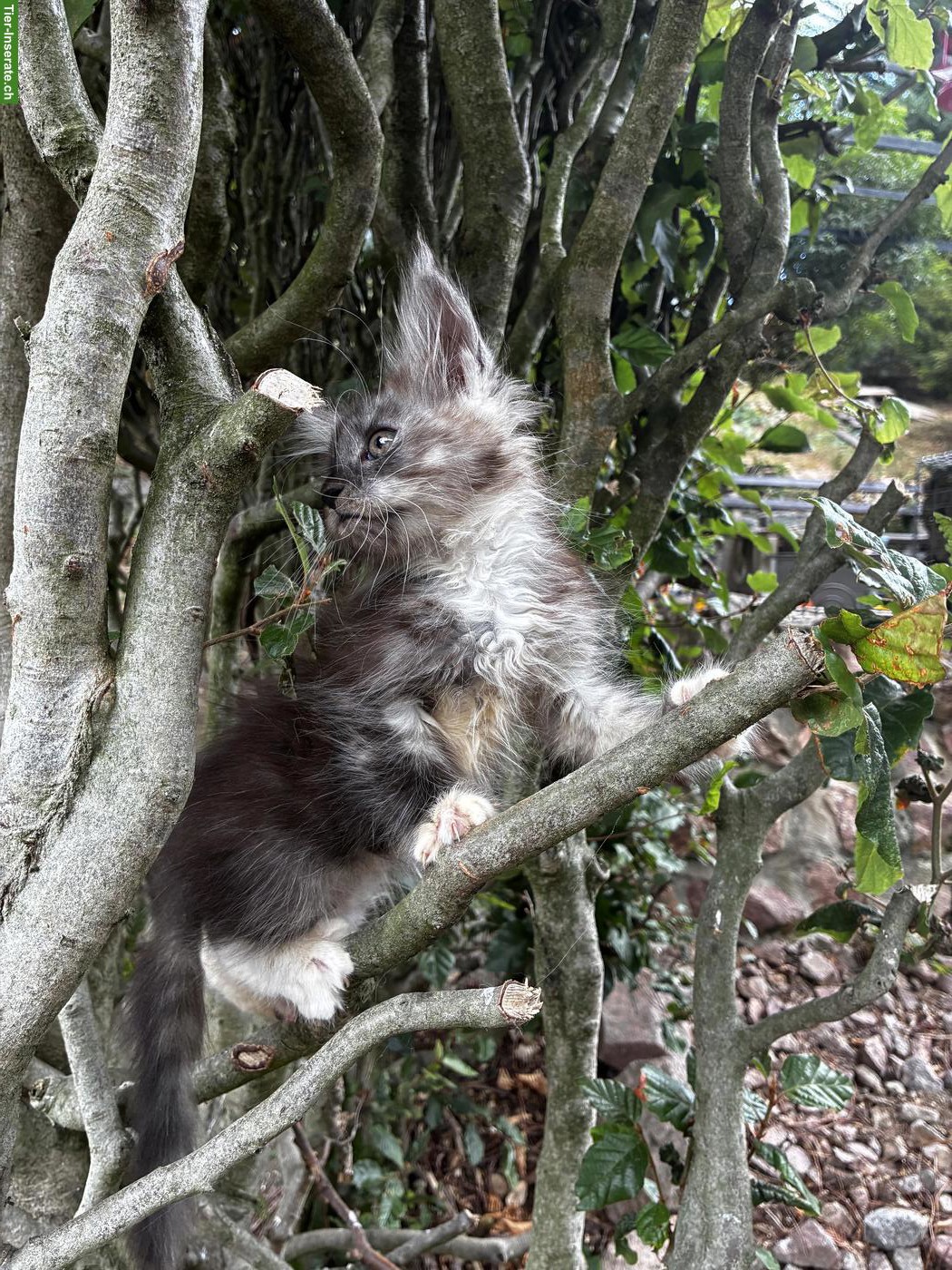 Bild 4: Maine Coon Kitten mit Stammbaum vom Siebenfelsen