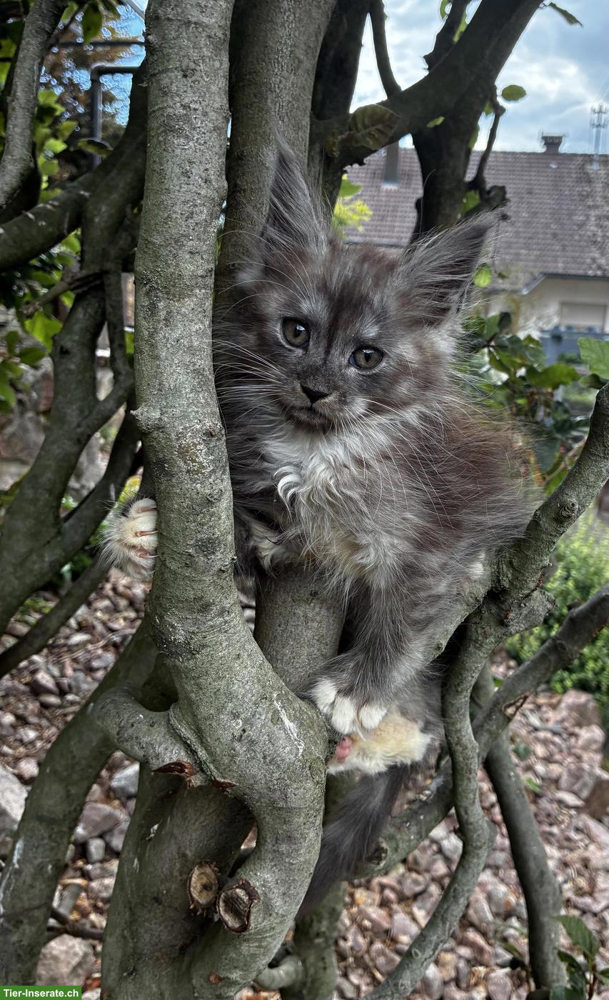 Bild 5: Maine Coon Kitten mit Stammbaum vom Siebenfelsen