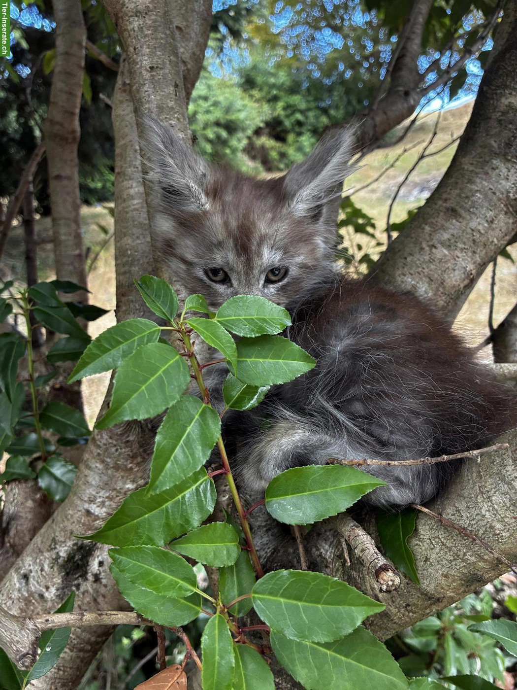 Bild 6: Maine Coon Kitten mit Stammbaum vom Siebenfelsen