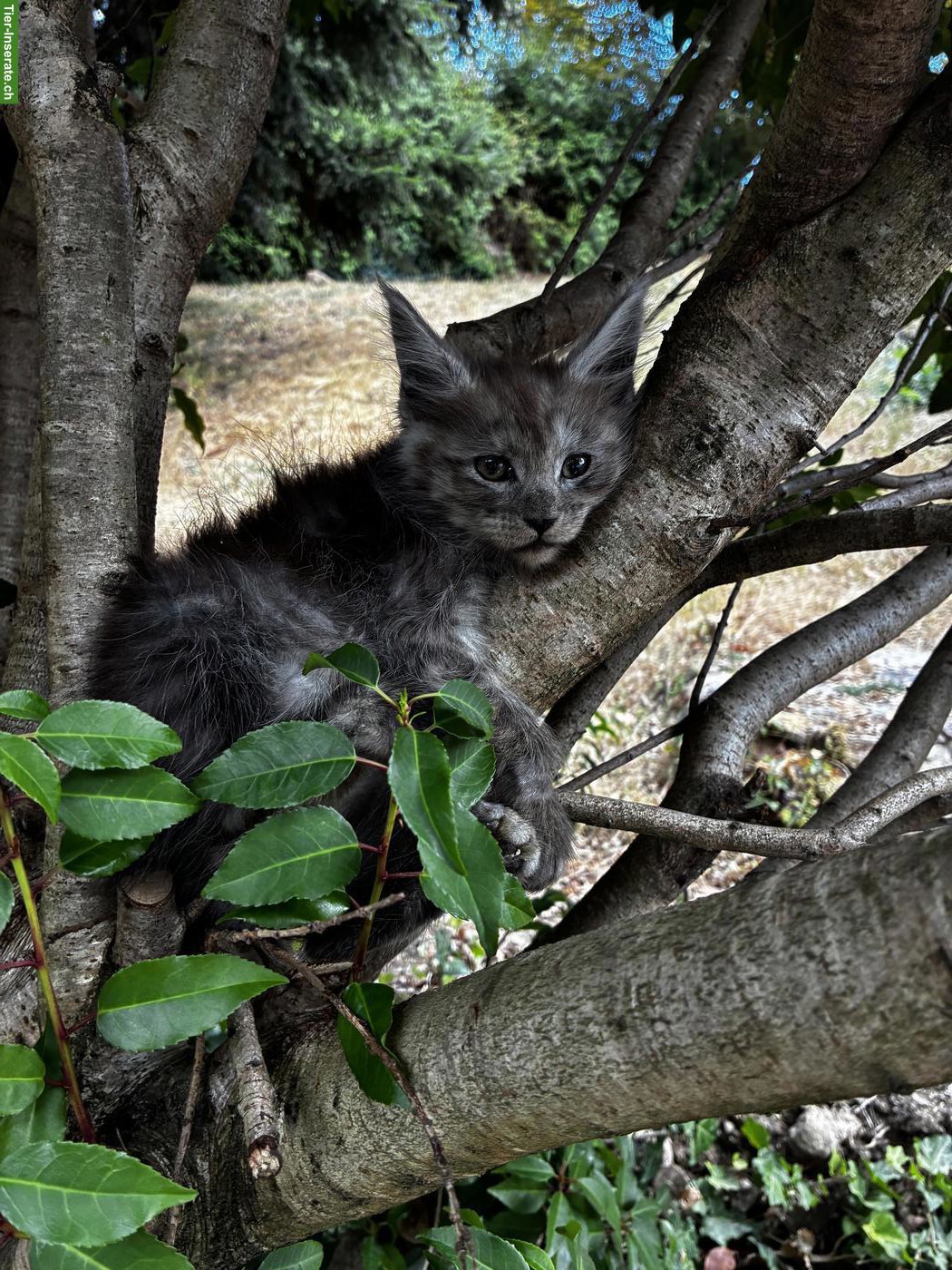 Bild 7: Maine Coon Kitten mit Stammbaum vom Siebenfelsen