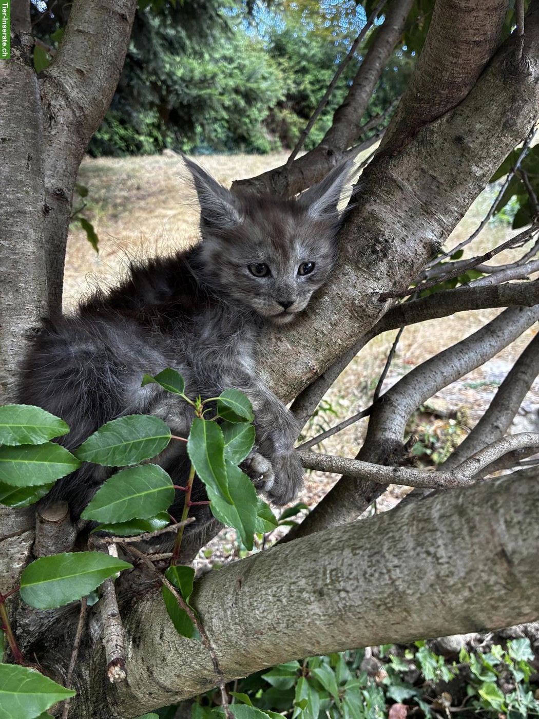 Bild 8: Maine Coon Kitten mit Stammbaum vom Siebenfelsen