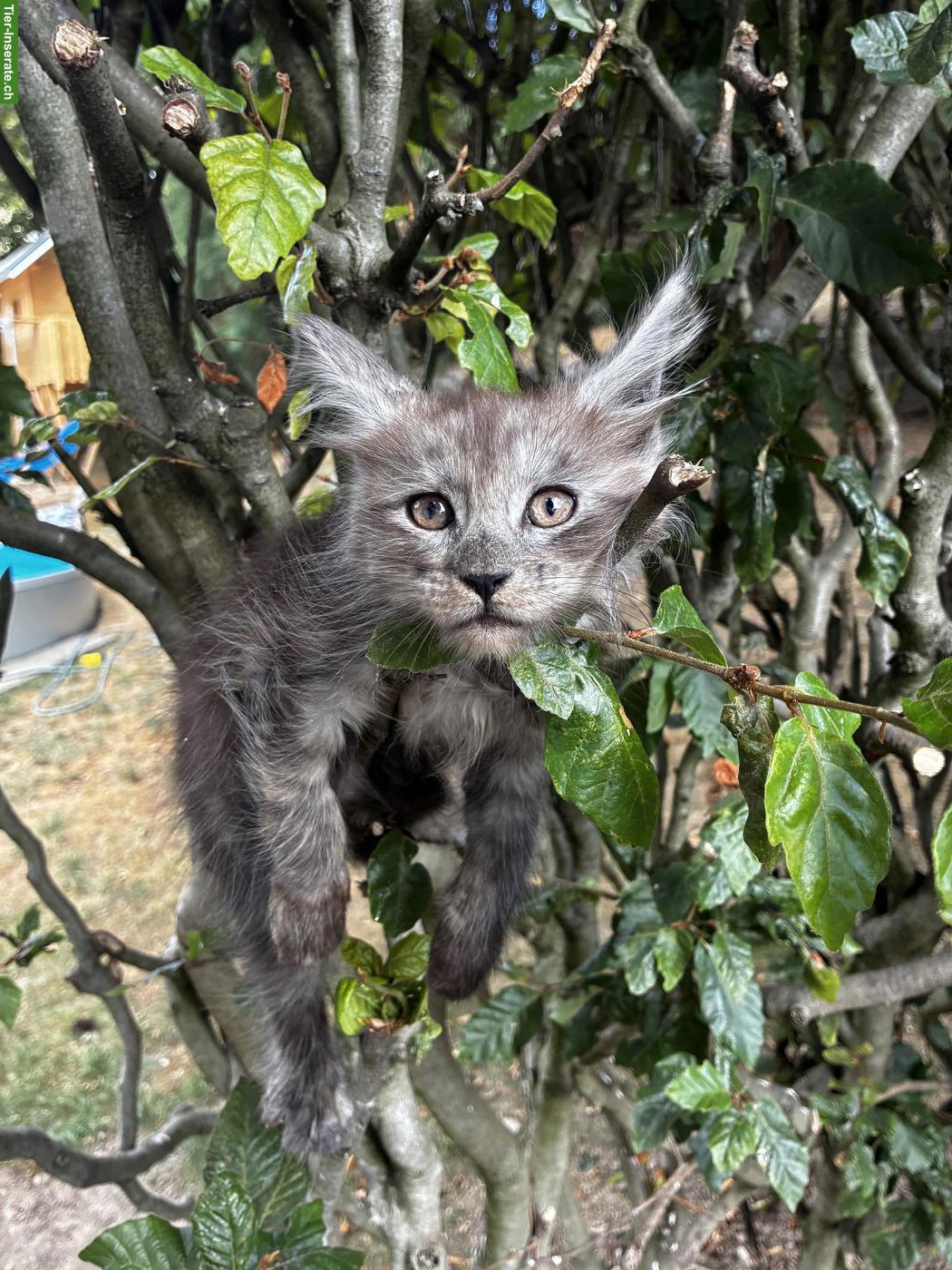 Bild 9: Maine Coon Kitten mit Stammbaum vom Siebenfelsen