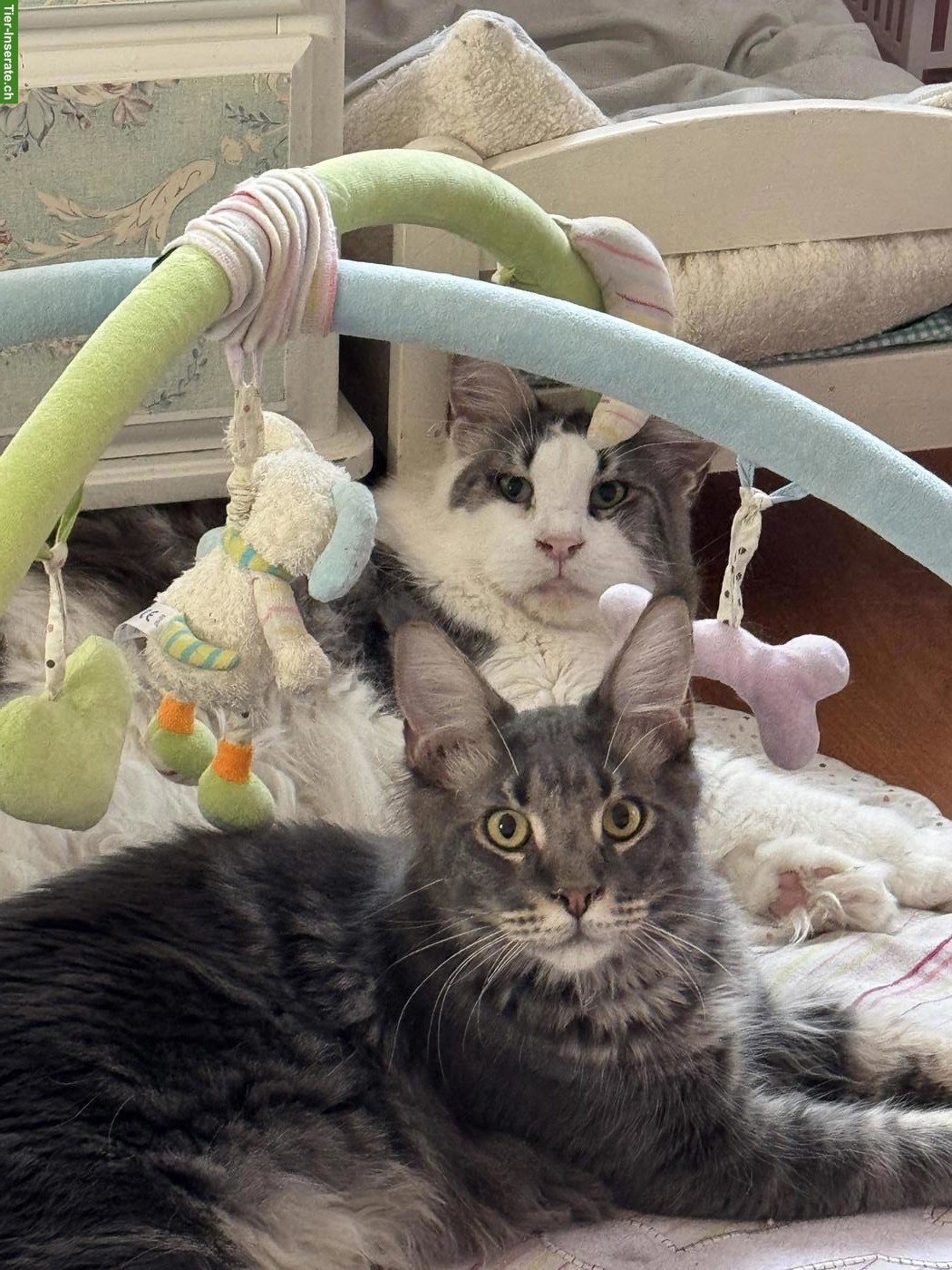 Bild 2: Wunderschöne Maine Coon Katzen
