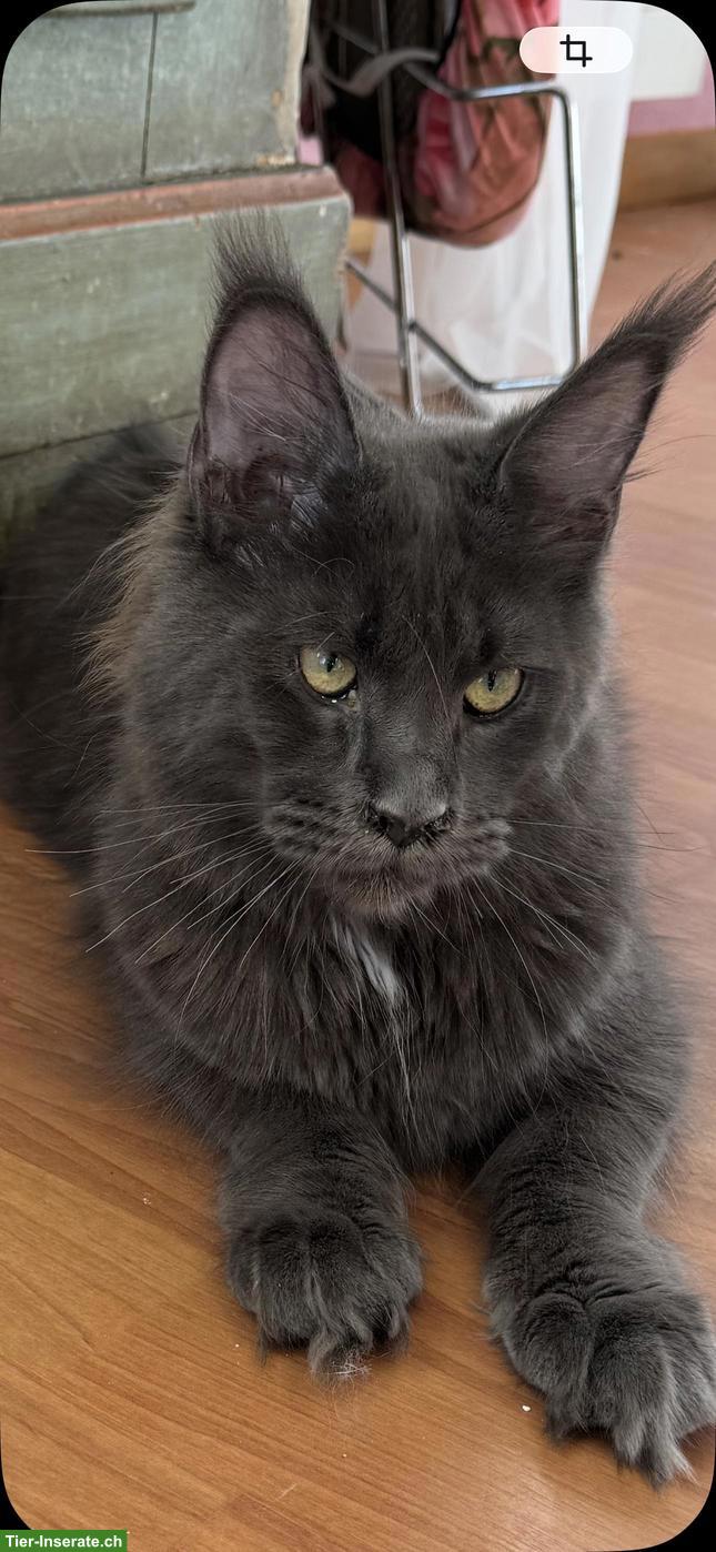 Bild 4: Wunderschöne Maine Coon Katzen