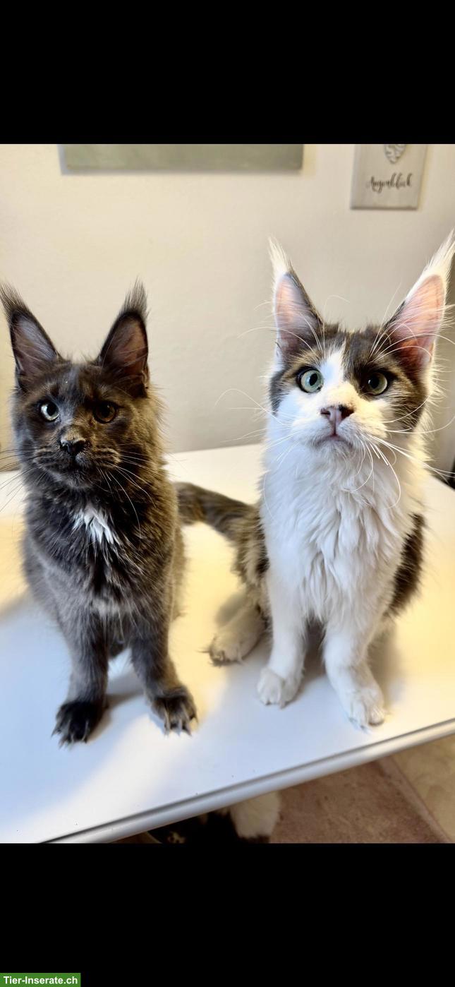 Bild 5: Wunderschöne Maine Coon Katzen