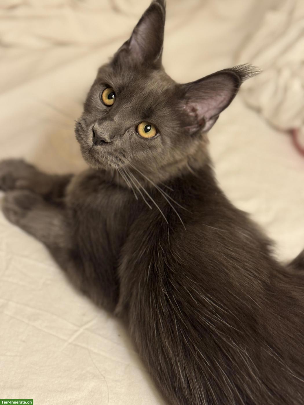 Bild 6: Wunderschöne Maine Coon Katzen