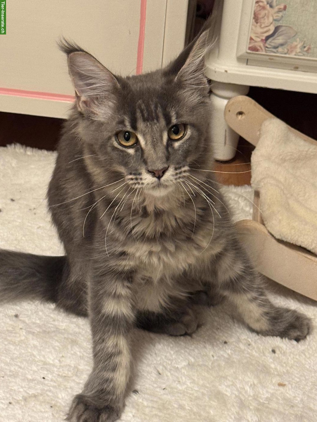 Bild 7: Wunderschöne Maine Coon Katzen