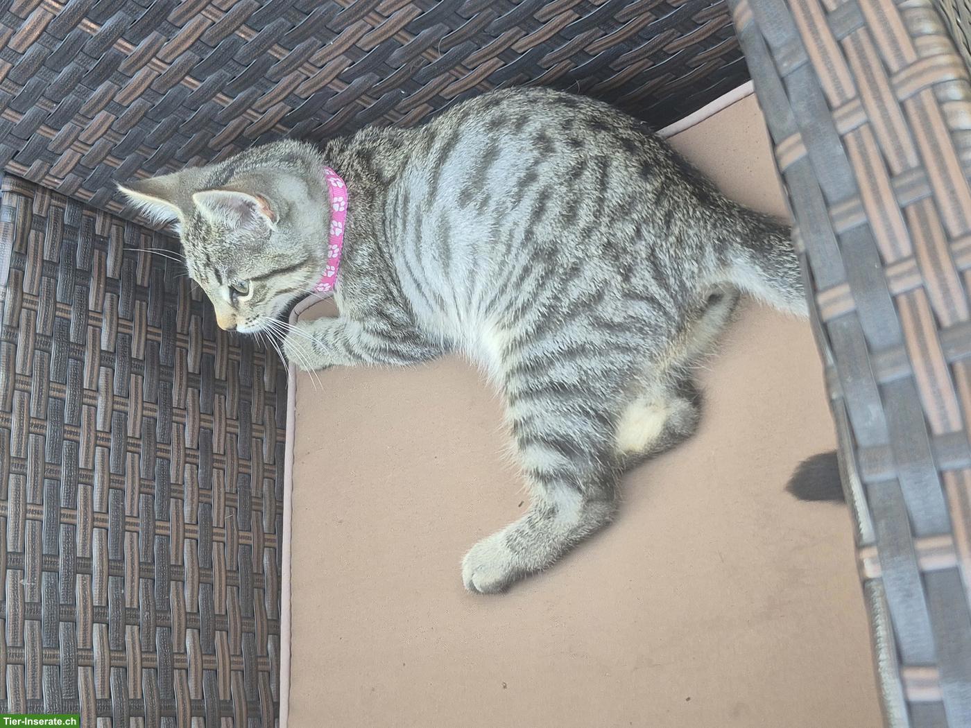 Maine Coon x BKH Kitten abzugeben