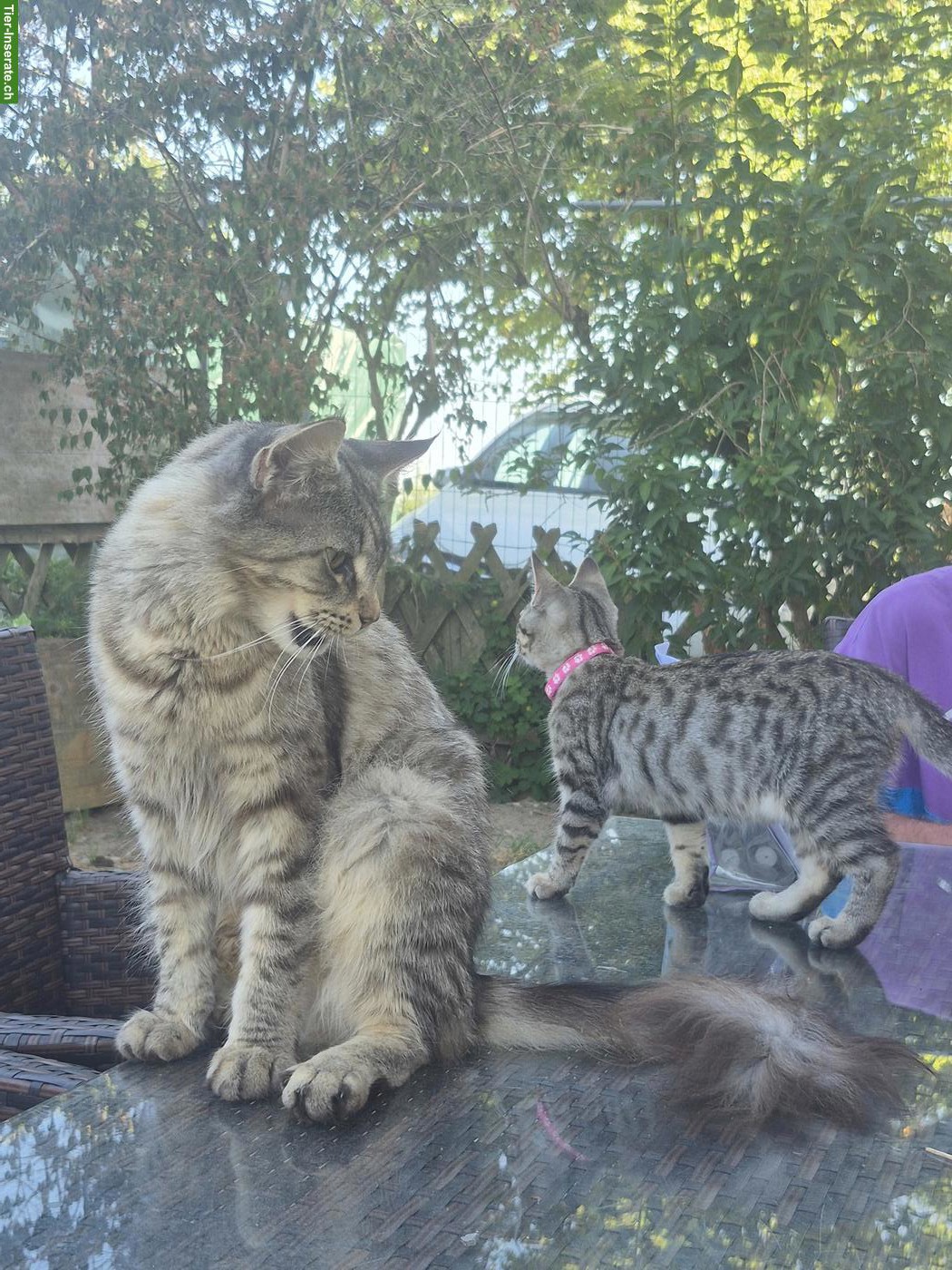 Bild 2: Maine Coon x BKH Kitten abzugeben
