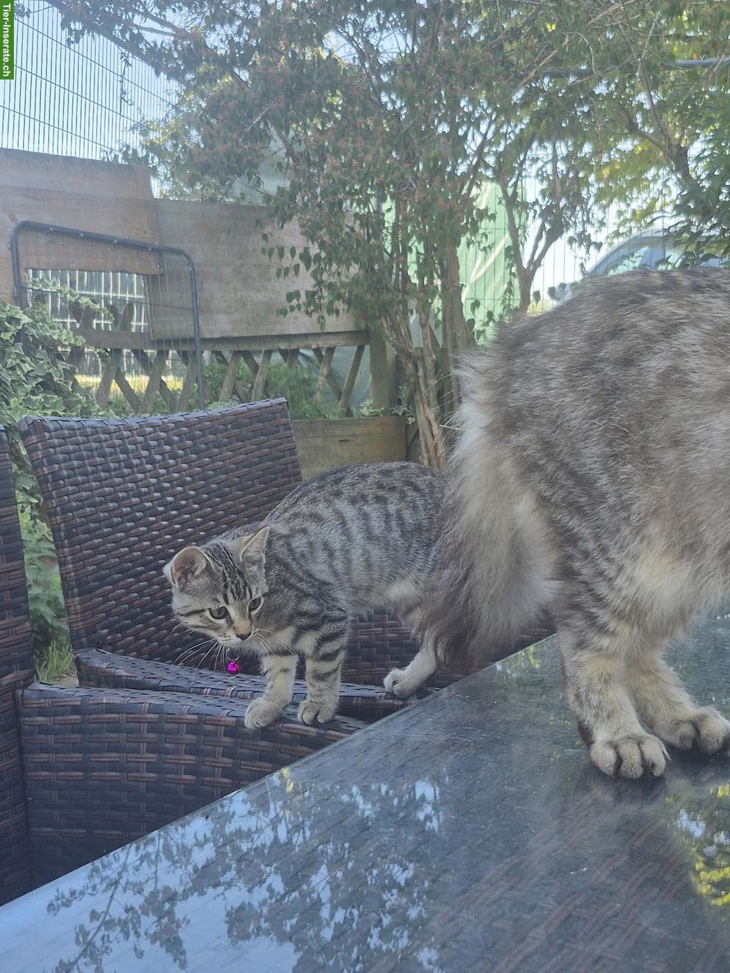 Bild 3: Maine Coon x BKH Kitten abzugeben