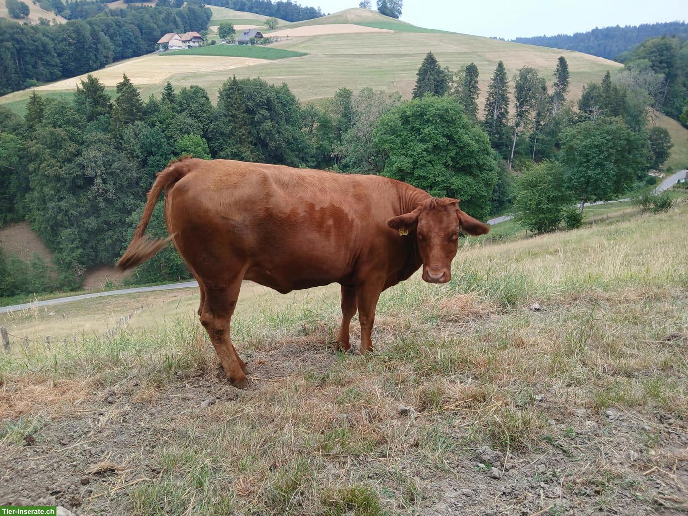 Rind als Mutterkuh zu verkaufen
